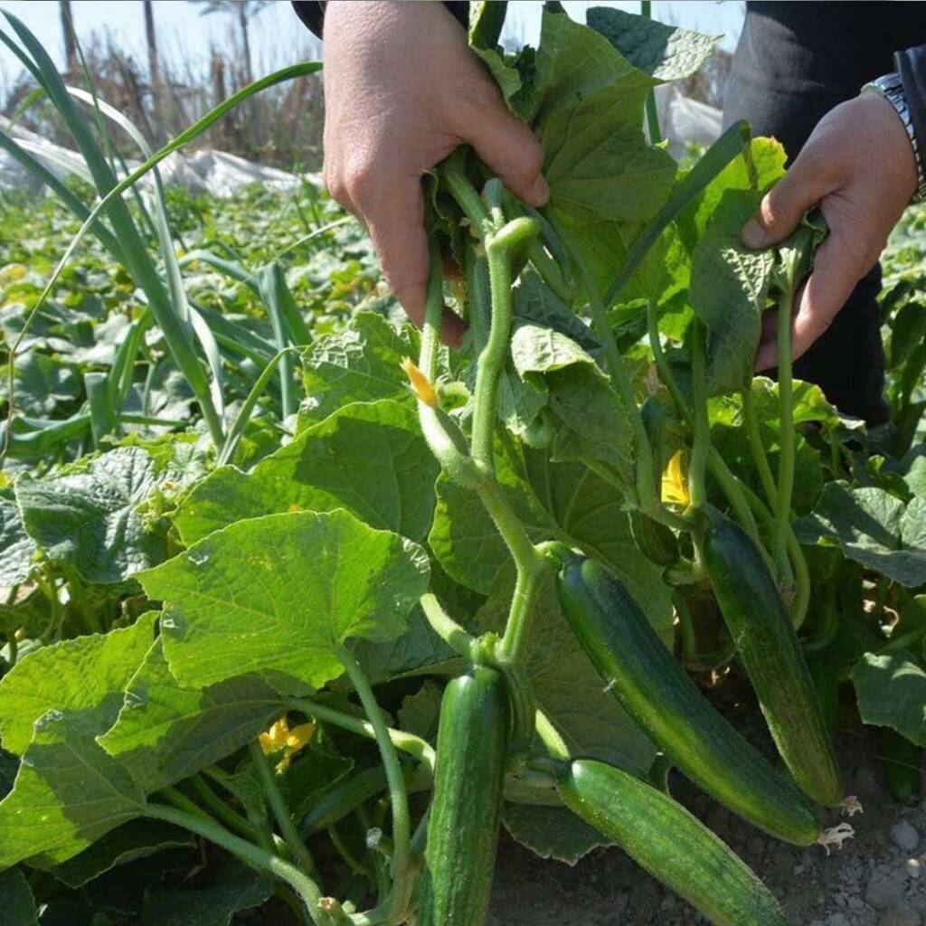 بذور خيار من جعارة بذور