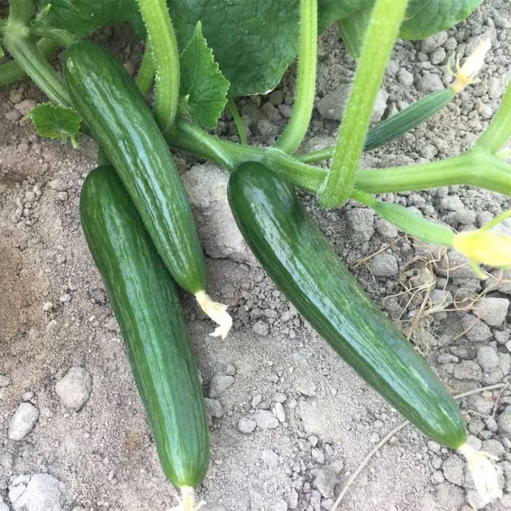 بذور خيار من جعارة بذور