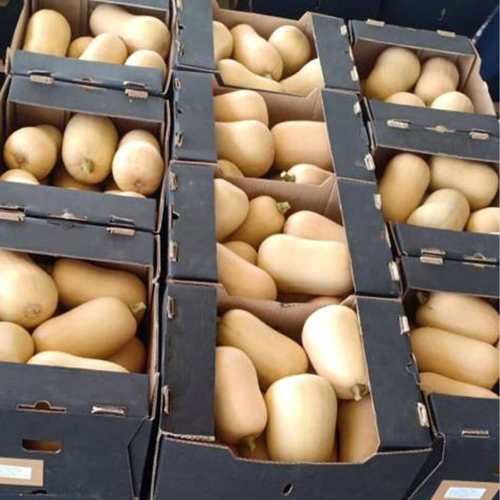 Pluto F1 Pumpkin Seeds