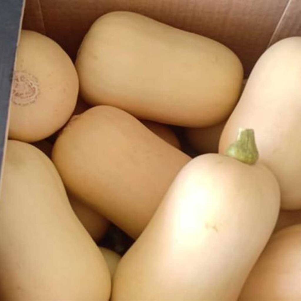 Pluto F1 Pumpkin Seeds