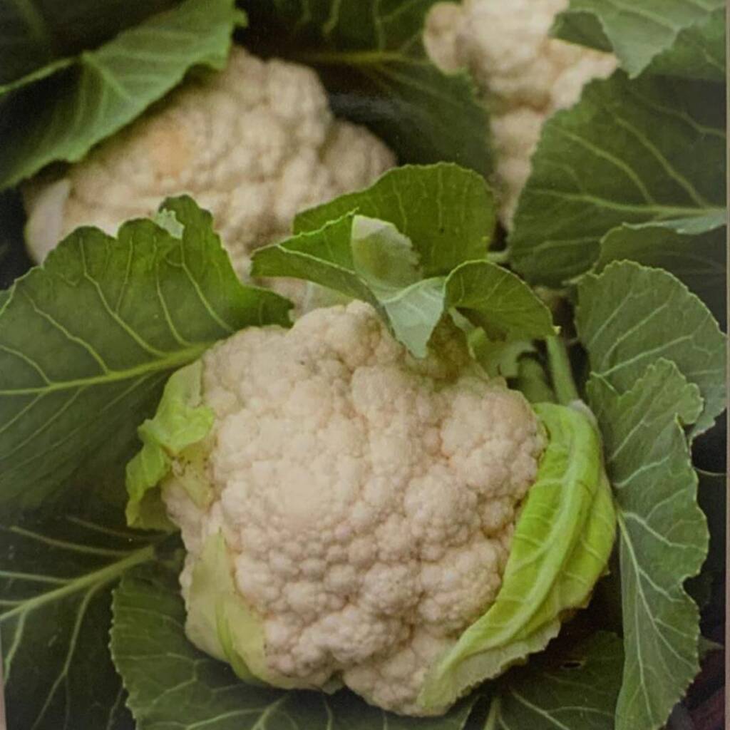 Cauliflower White Corona F1