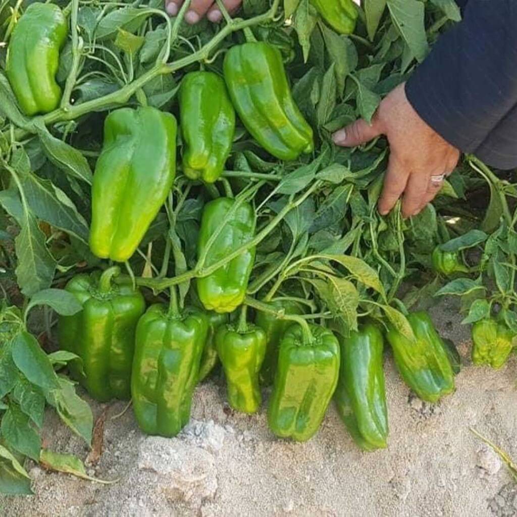بذور فلفل ليث F1