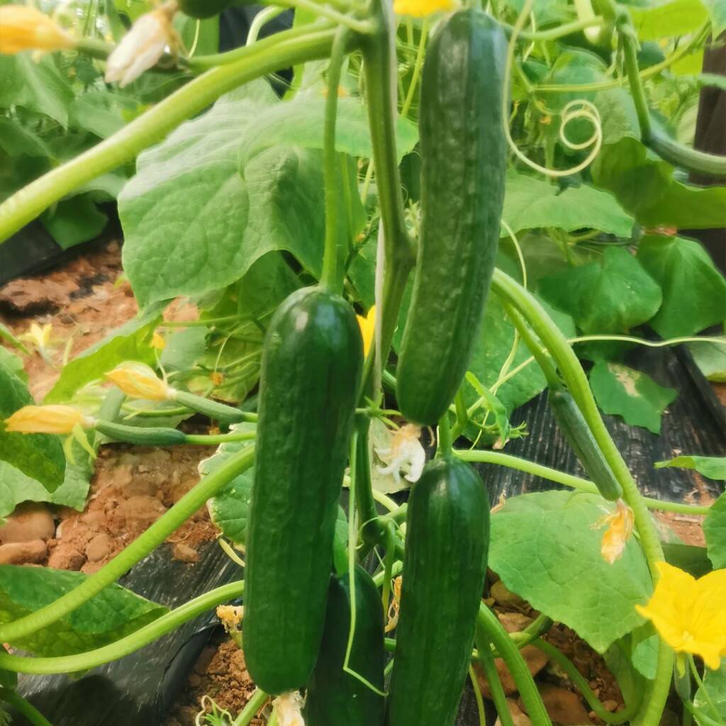Yazeed F1 Cucumber Seeds