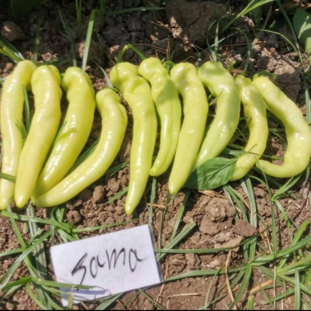 Hot Pepper Seeds Sama F1