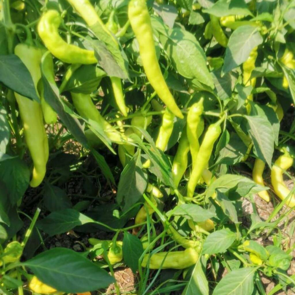 Hot Pepper Seeds Sama F1