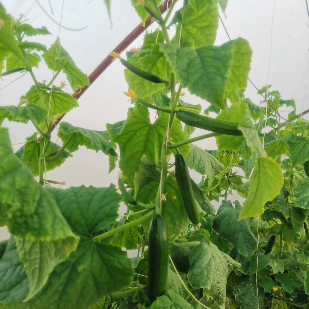 بذور خيار SK42 F1