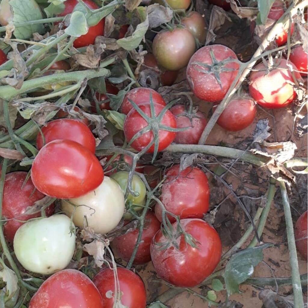 بذور طماطم 240 F1