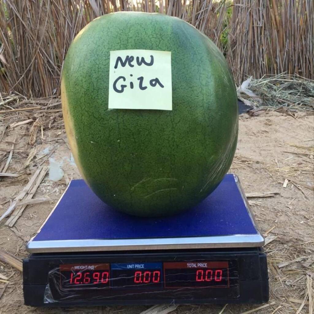 محصول بذور بطيخ نيو جيزة F1 جعارة بذور