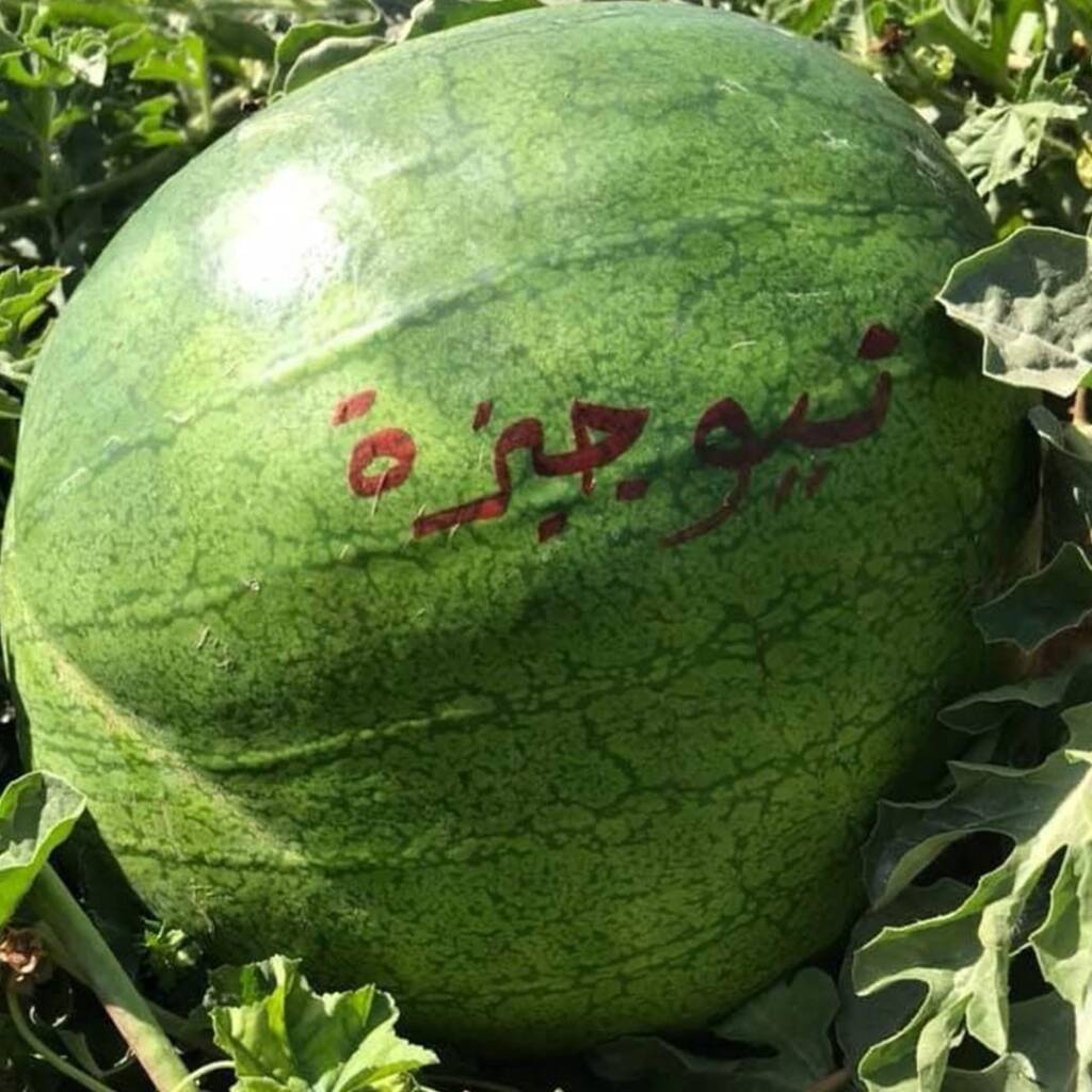 محصول بذور بطيخ نيو جيزة F1 جعارة بذور