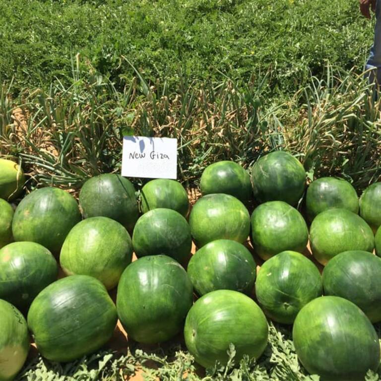 High-Quality Seed Supply for Large Farms