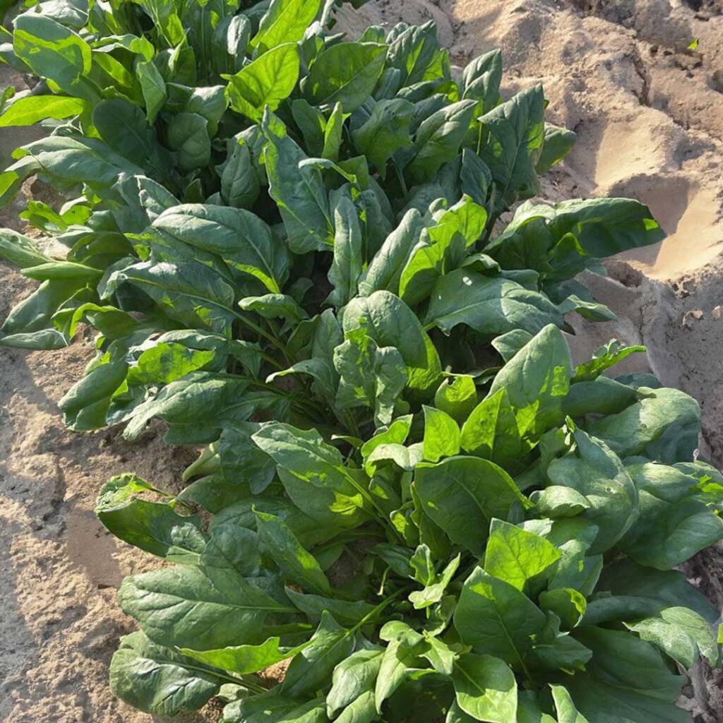 بذور سبانخ SCO-017 F1