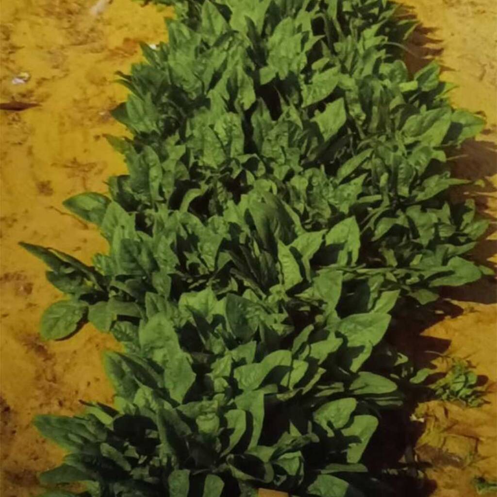 بذور سبانخ SCO-017 F1