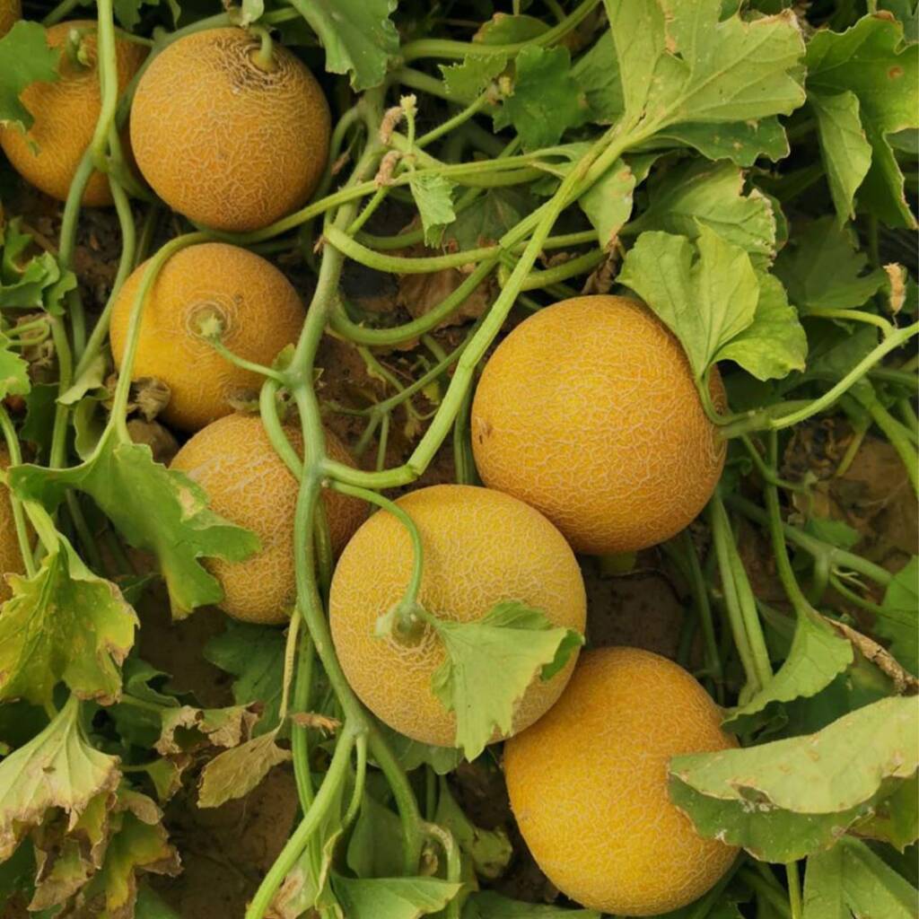 بذور كنتالوب 056 F1