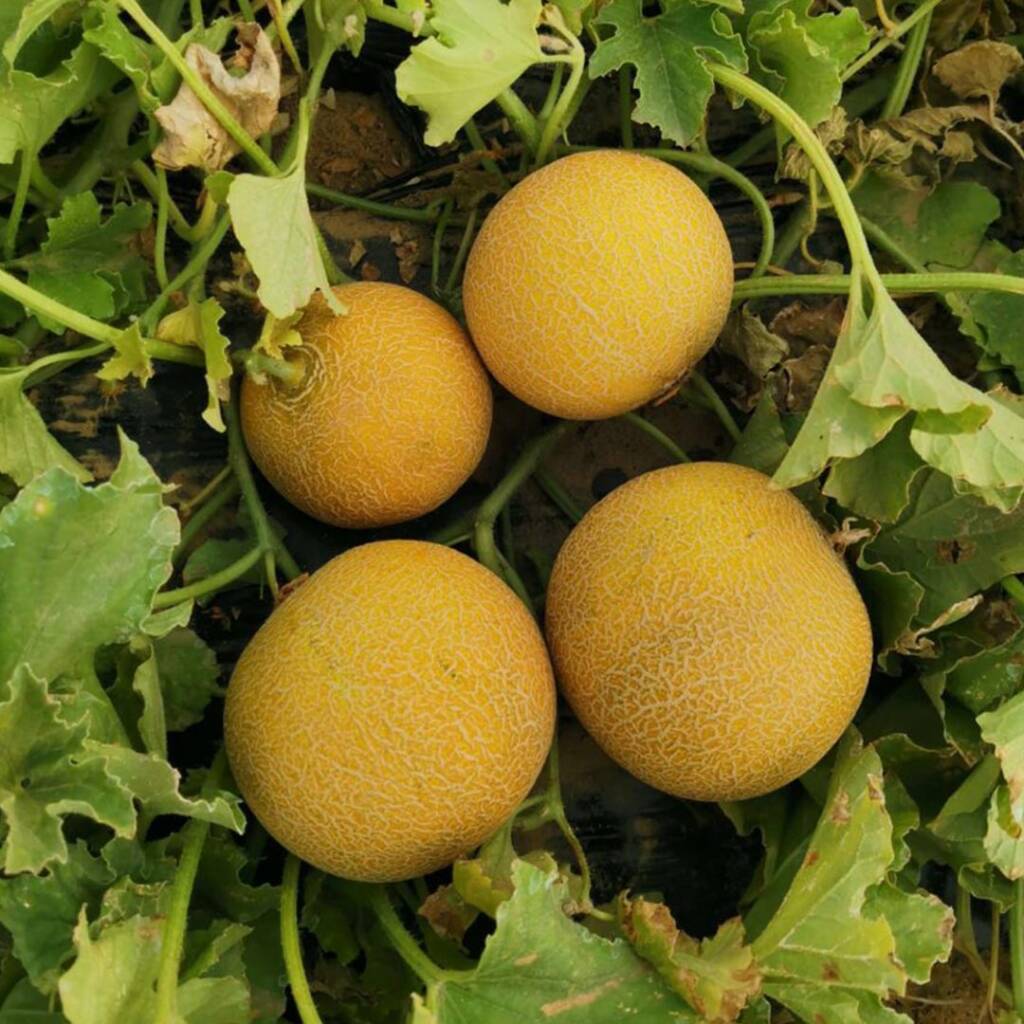 بذور كنتالوب 056 F1