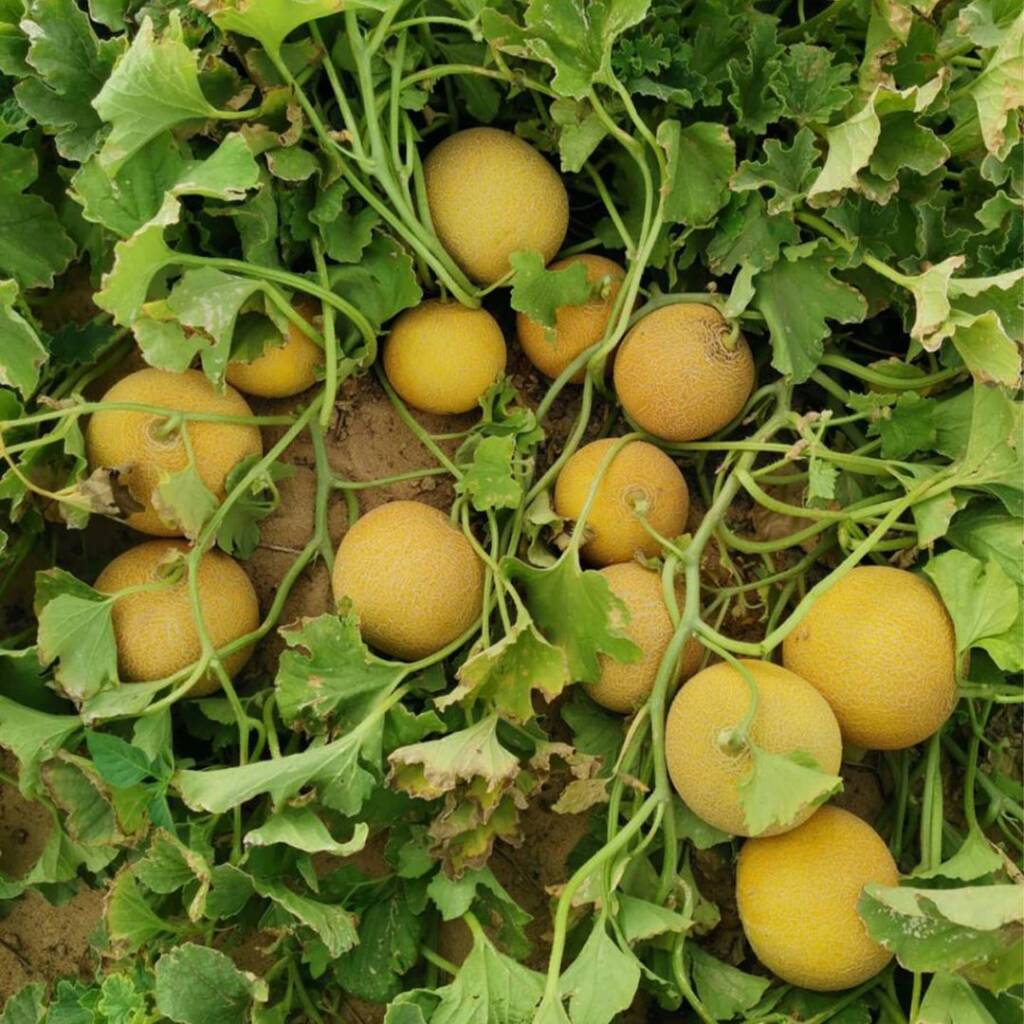بذور كنتالوب 056 F1