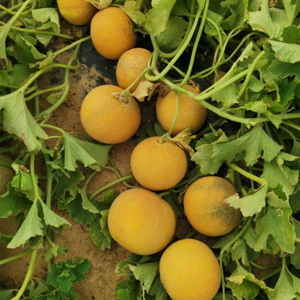 بذور كنتالوب 056 F1