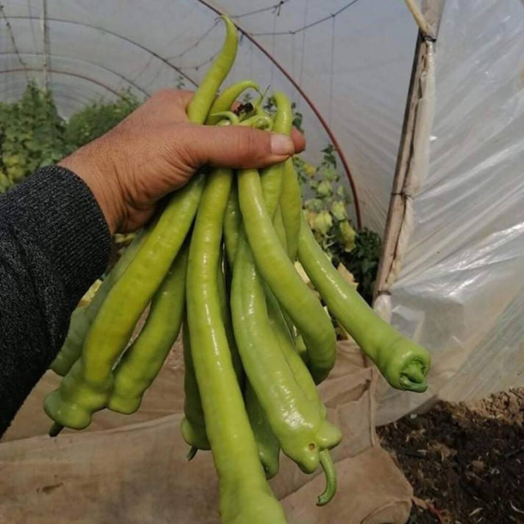 بذور فلفل حار أفريكانو 93 F1