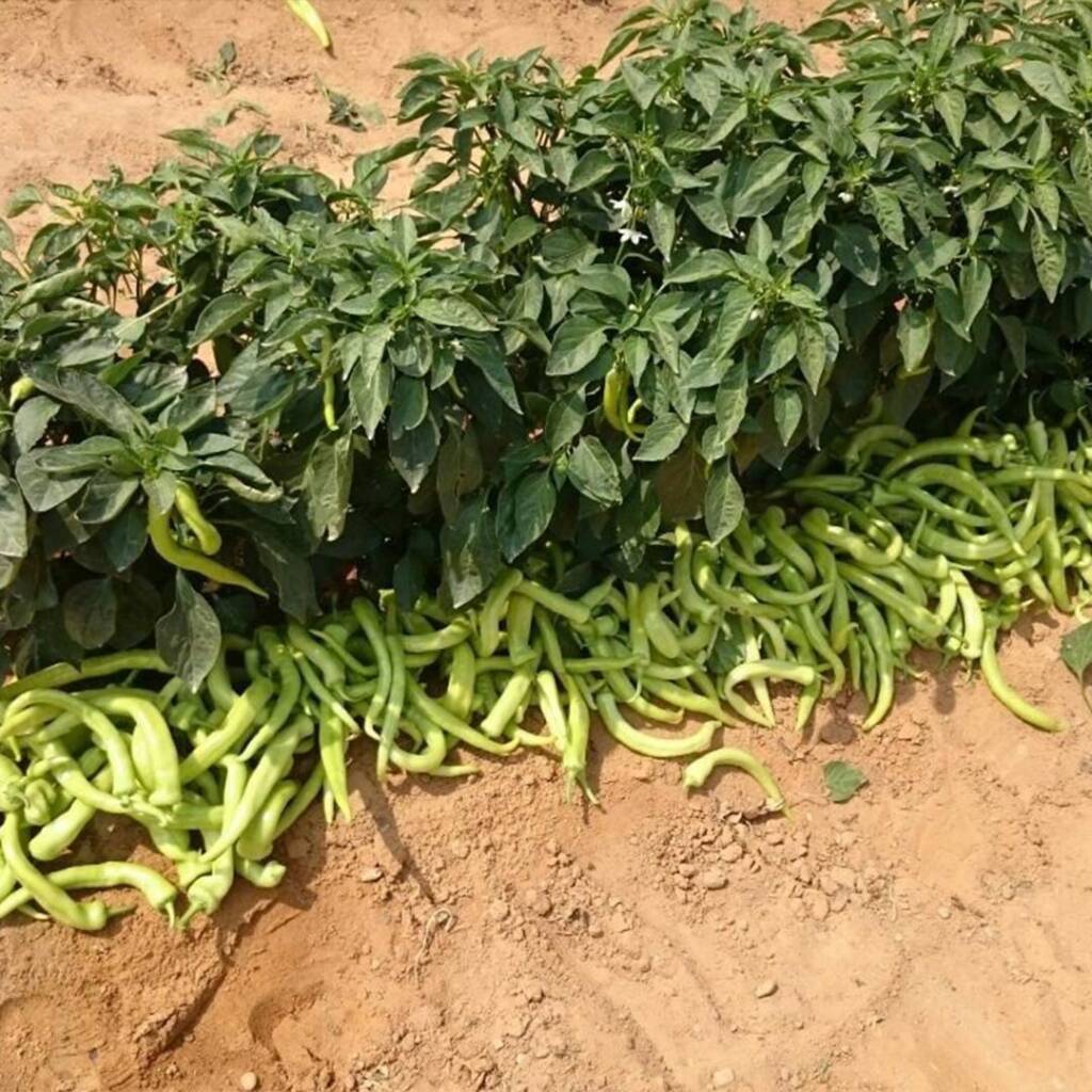 بذور فلفل حار أفريكانو 93 F1