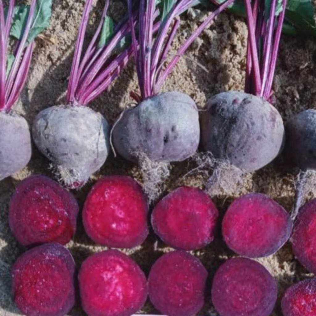 Beetroot seeds Red Beauty F1