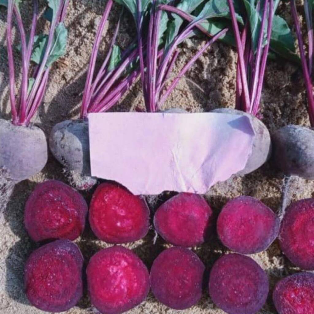Beetroot seeds Red Beauty F1