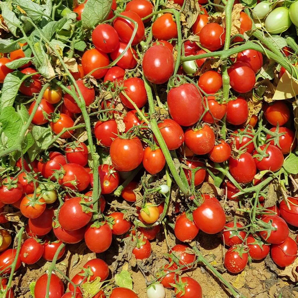 بذور طماطم 054 F1