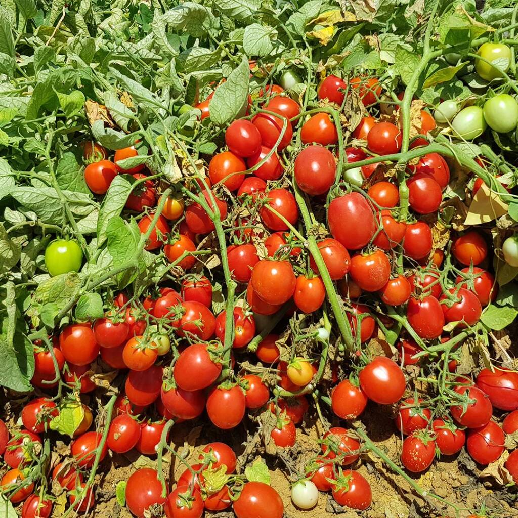 بذور طماطم 054 F1