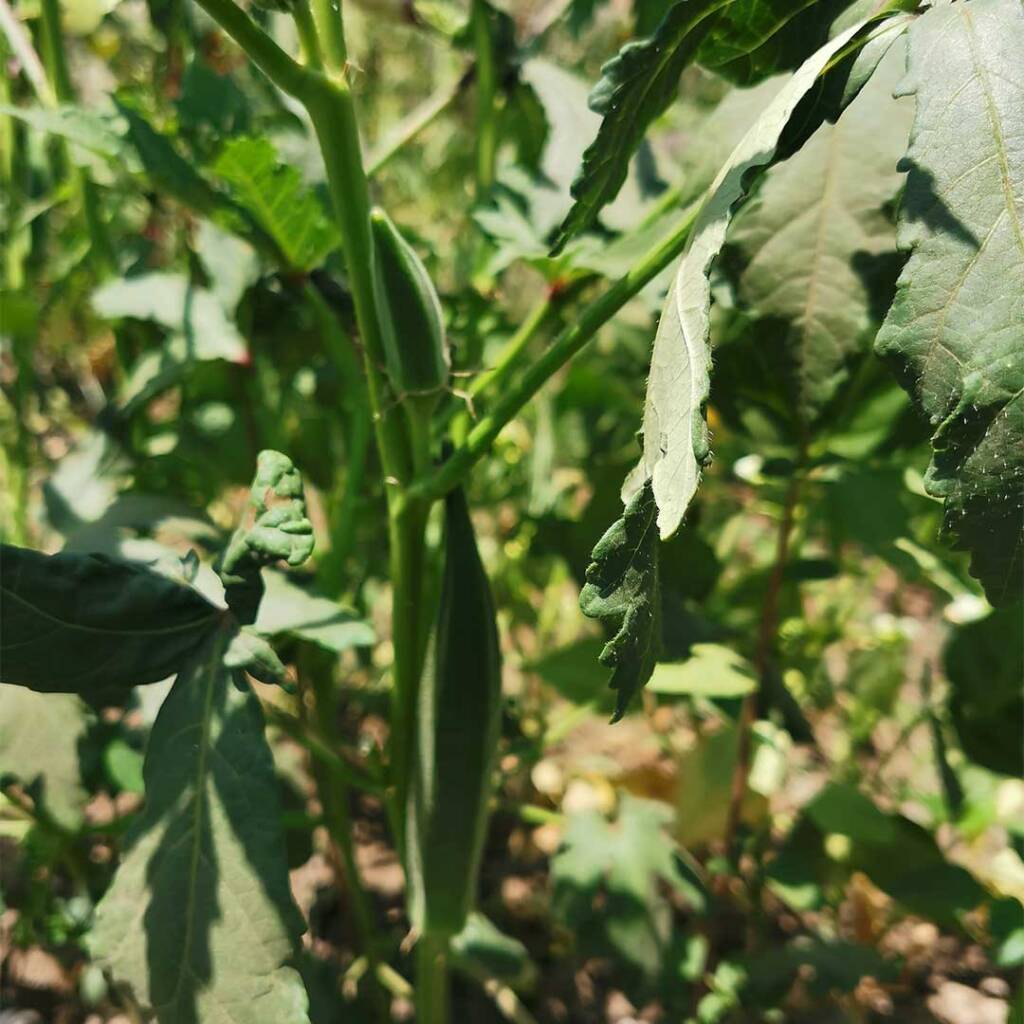 محصول الخيار من جعارة بذور