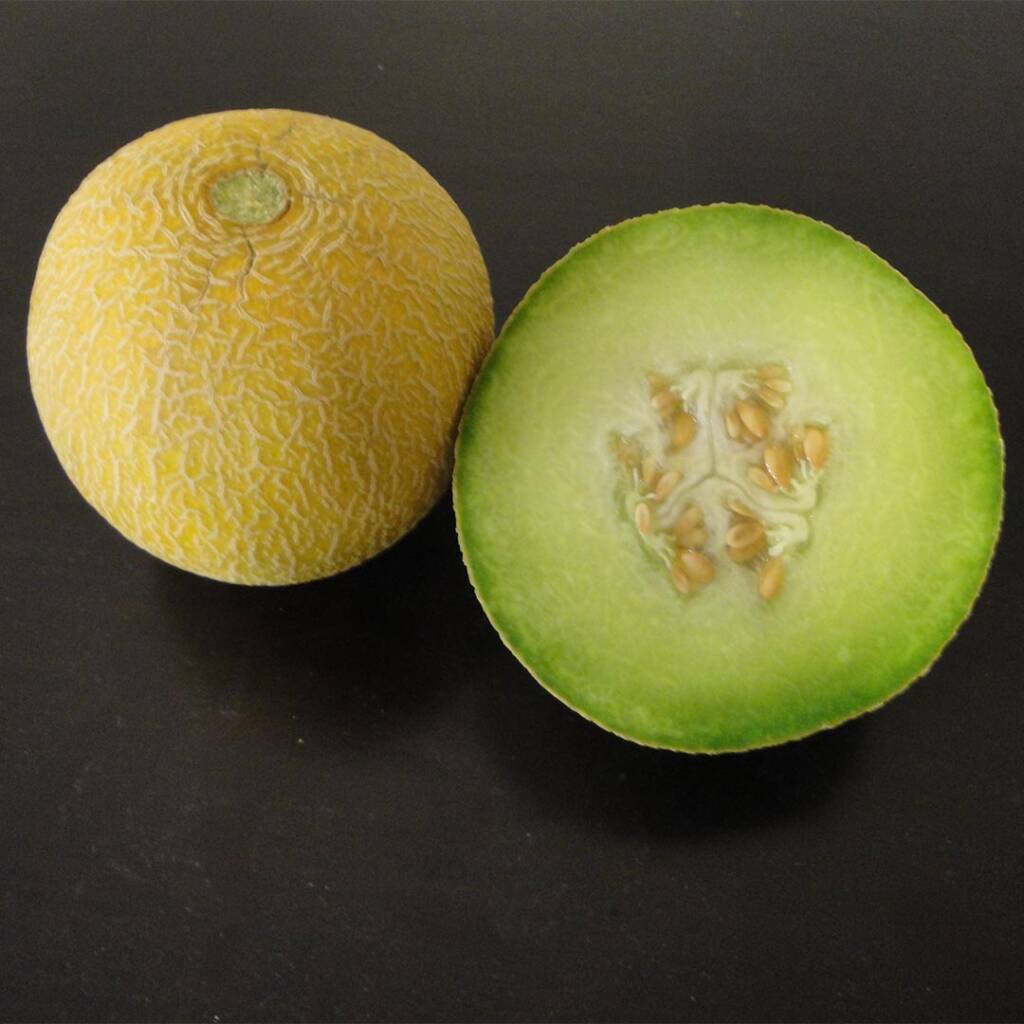 Cantaloupe Seeds Exelor F1