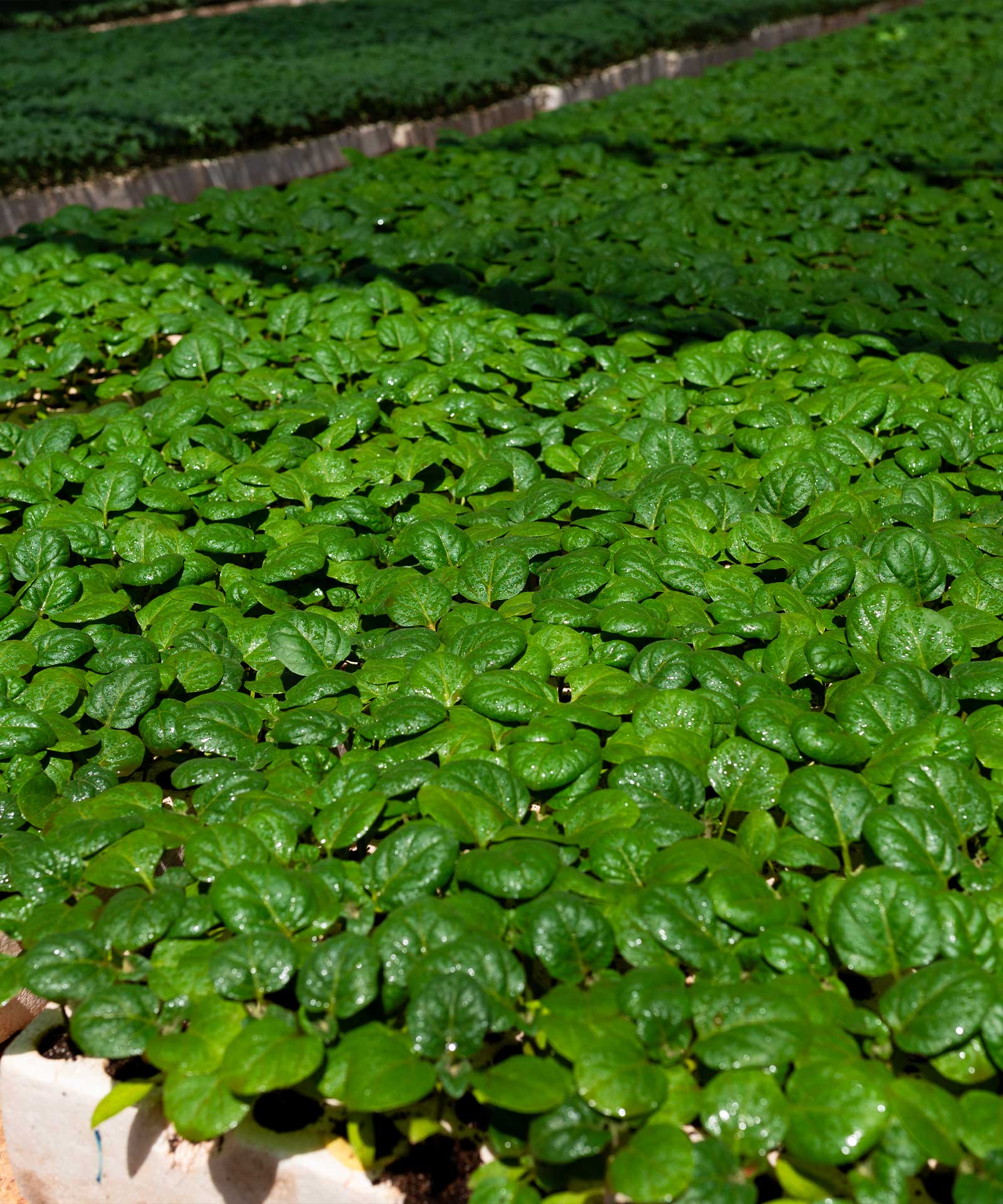 Gaara high-quality seeds and seedlings