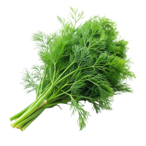 Dill Seeds