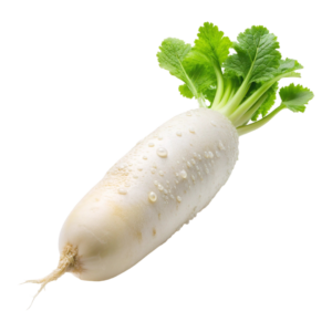 Radish (white)
