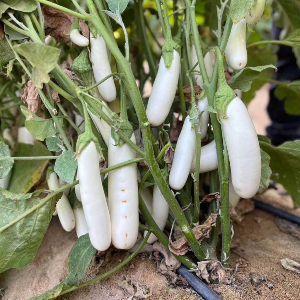 White Eggplant Seeds - Oscar