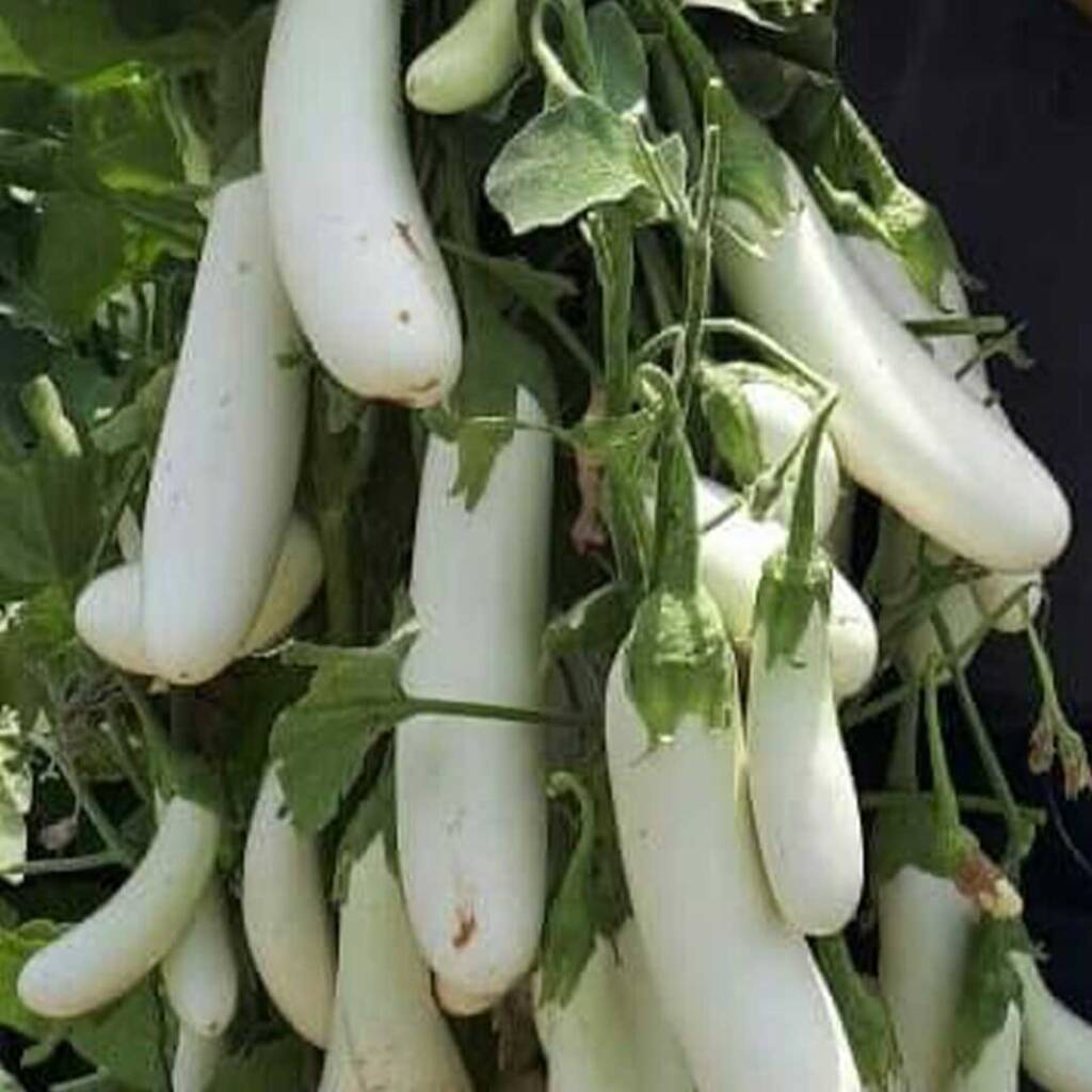 باذنجان