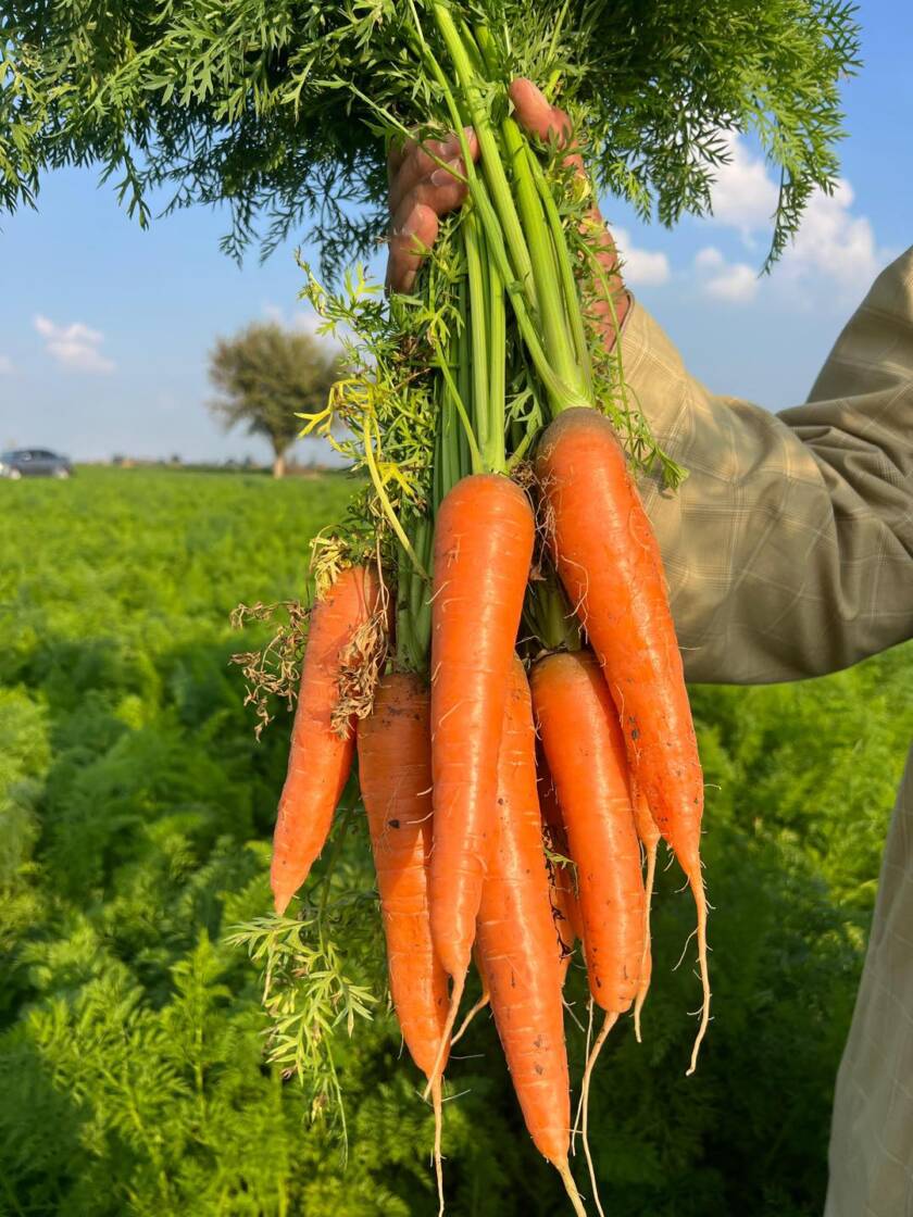 Gaara high-quality carrots