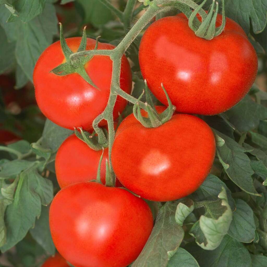طماطم اندوراا