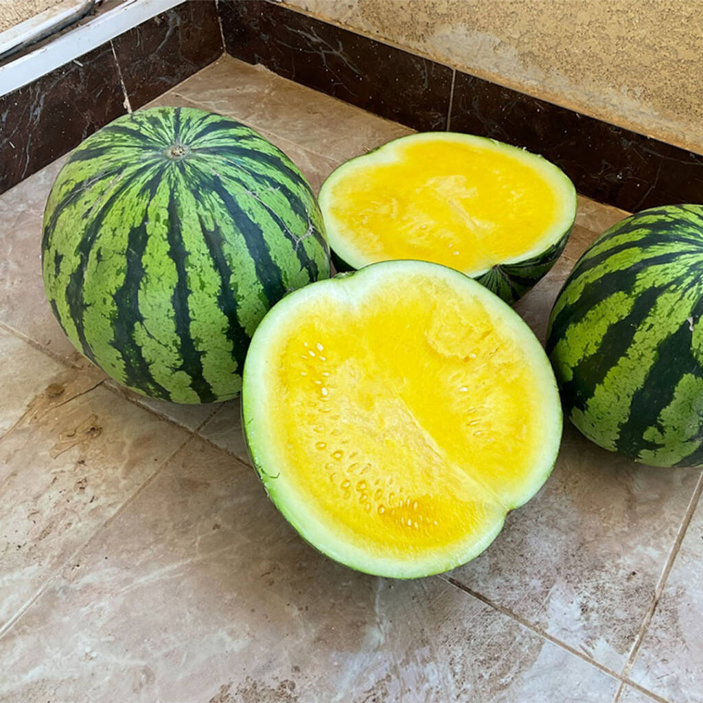 بطيخ اصفر