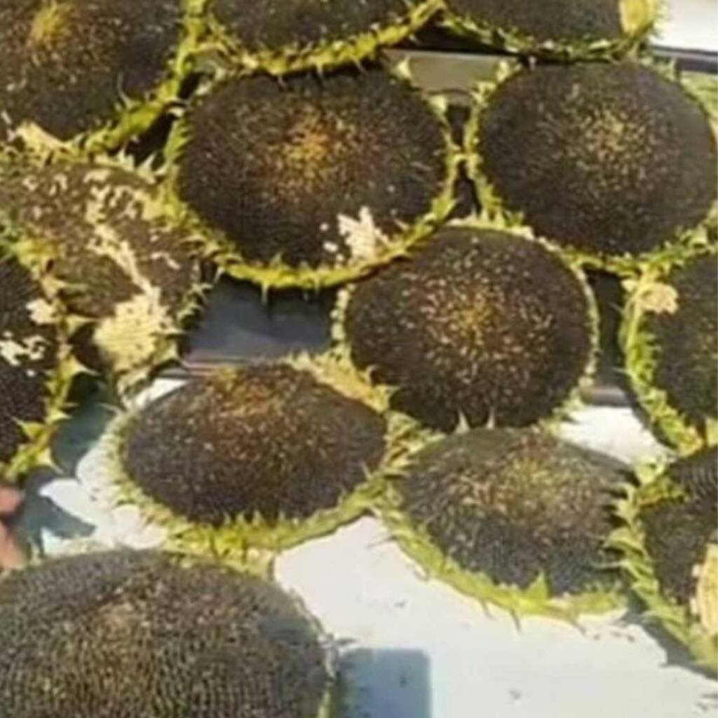 بذور دوار الشمس سيرينا التركي