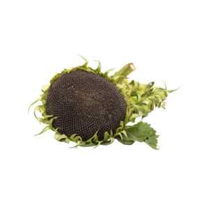 Miss Serena Turkish Sunflower Seeds
