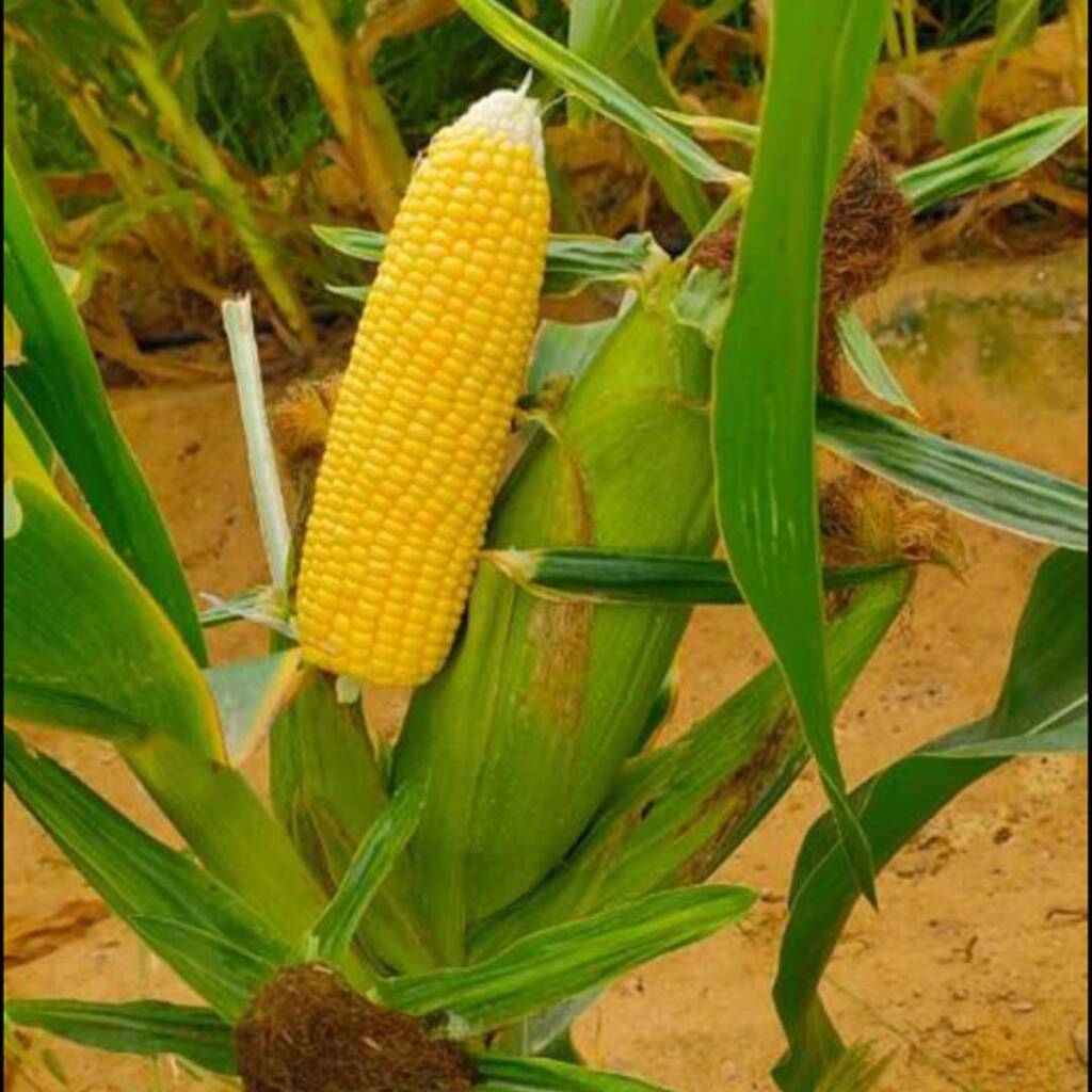ذره