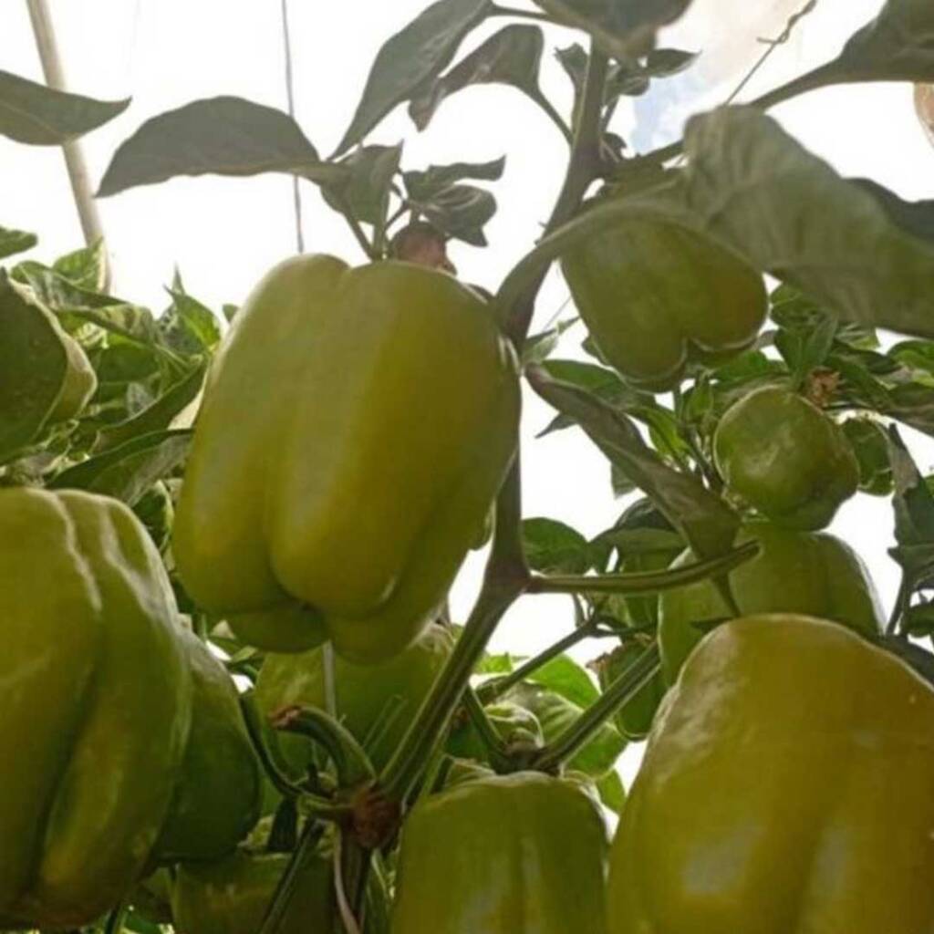 بذور فلفل أخضر حلو روكي من جعارة بذور