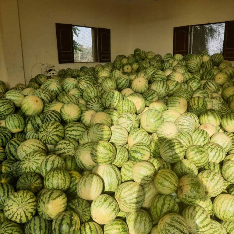 High-Yield Yellow Watermelon Seeds – Perfect for Profitable Farming