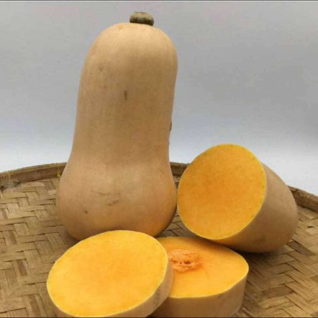 محصول قرع ايديال