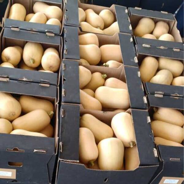 Pumpkin Seeds from Gaara: A Profitable Choice for Farmers