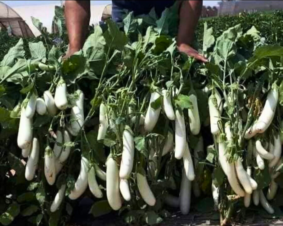 بذور باذنجان أبيض أوسكار