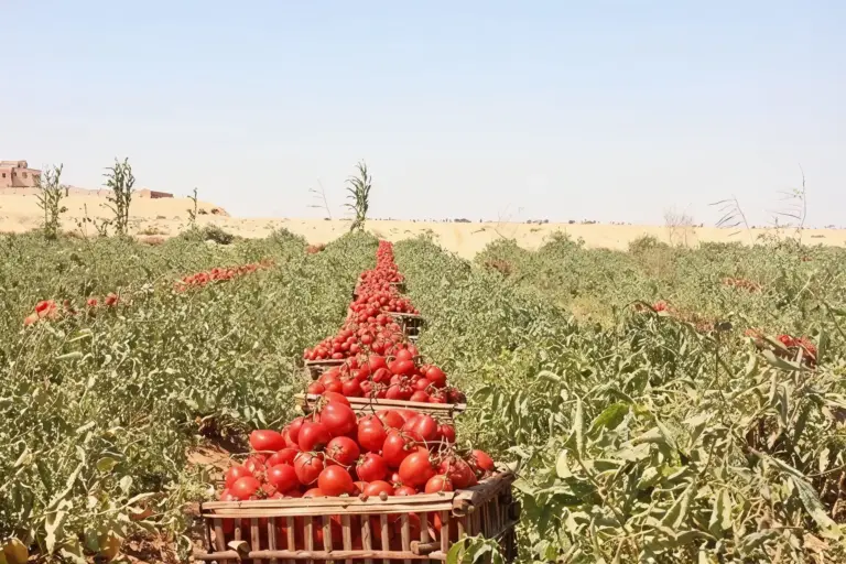موسم زراعة  بذور الطماطم في مصر – طماطم 023 F1