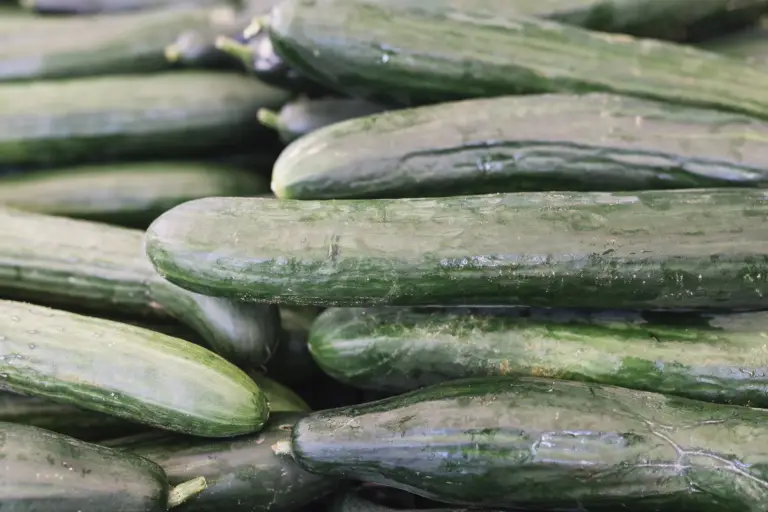 موسم زراعة بذور الخيار في الصوب – خيار CU 05