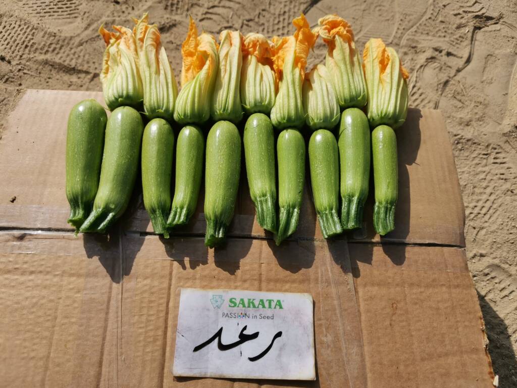 بذور الكوسة