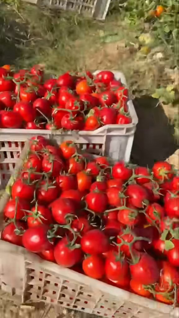 طماطم ٥٧ بفضل الحي القيوم اعلي جوده وانتاجيه في مصر للعروه الربيعي و الخريفي Gaara Seeds