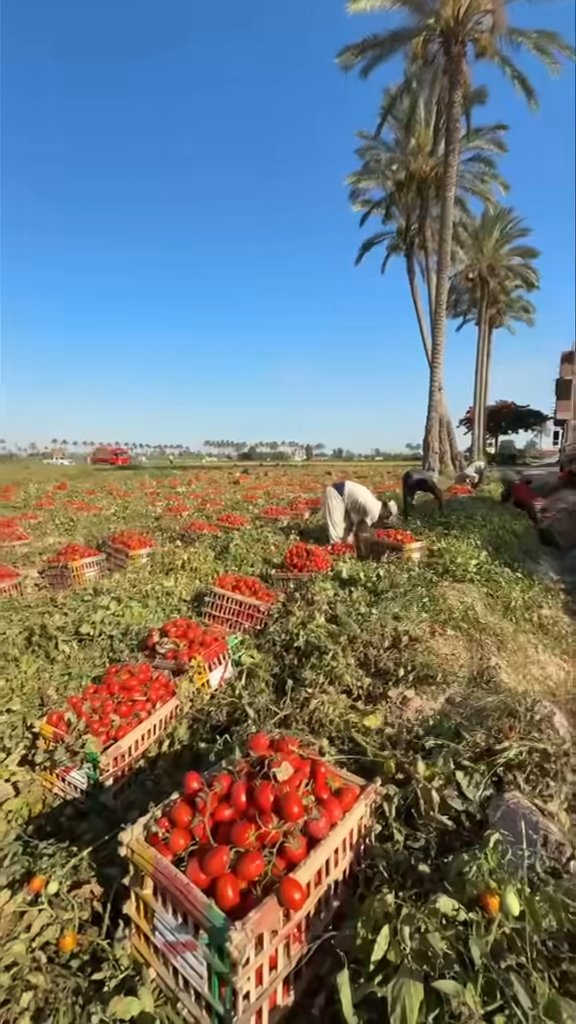 من كل مكان طماطم ٥٧ بفضل الحي القيوم اعلي جوده وانتاجيه في مصر للعروه الربيعي و الخريفي Gaara Seeds